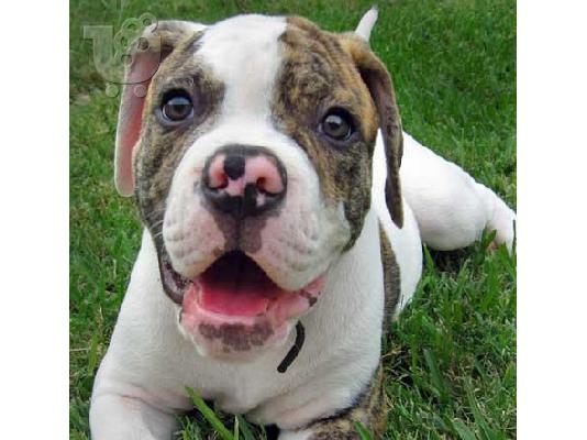 PoulaTo: American Bulldog pups nkc & ckc reg